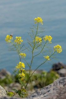 Leafy spurge