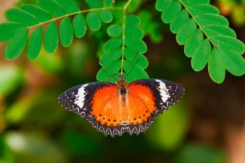 Leopard Lacewing