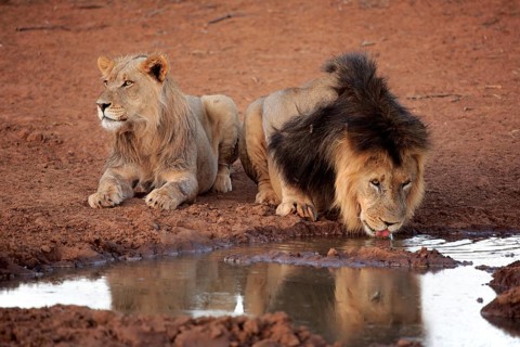 Kalahari lion