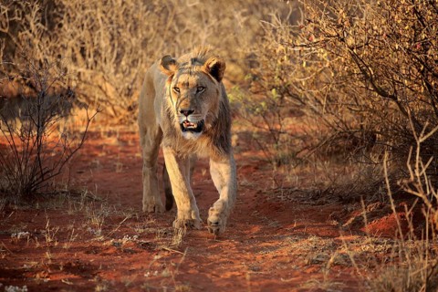 Lion