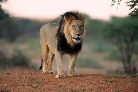 Kalahari lion