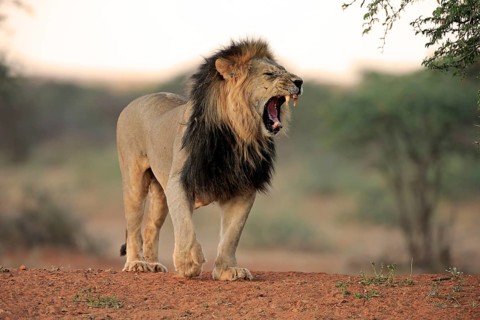 Kalahari lion