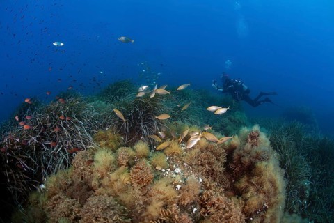 Diver with shoal of fish Salema porgies