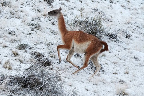 Guanaco