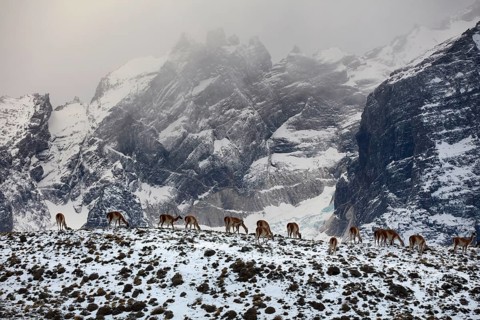Guanacos
