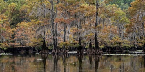 Bald cypresses