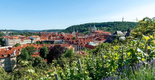View from Hradschin over the vineyard to the town with St. Nicholas Church