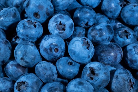 Northern highbush blueberries