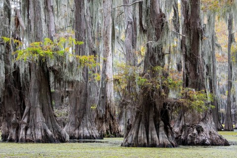 Bald cypresses
