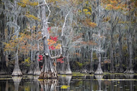 Bald cypresses
