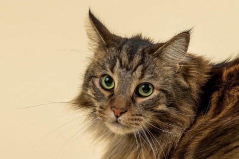 Norwegian Forestcat