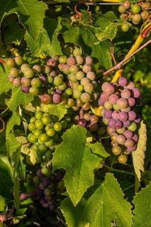 Clusters of blue Grapes on the vines