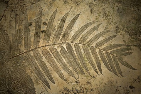 Floor with impression of a fern