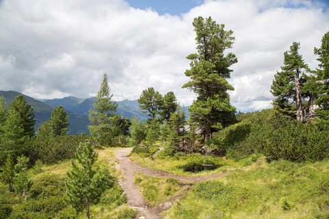 Arolla pine pine forest
