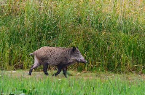 Wild boar
