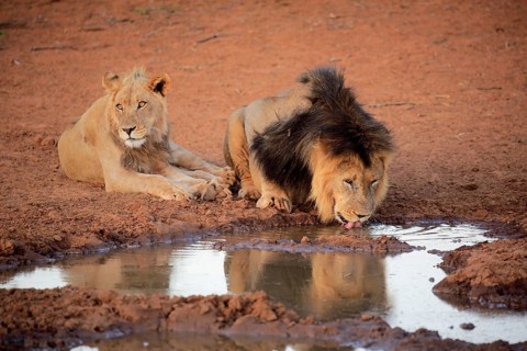 Kalahari lion