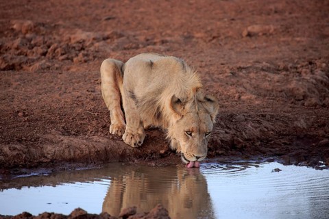 Kalahari lion