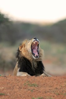 Kalahari lion
