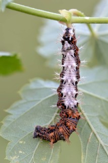 Comma