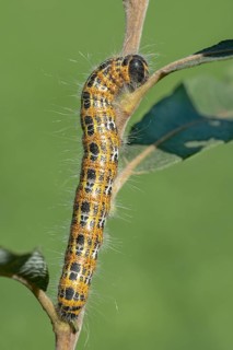 Buff-tip
