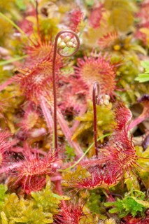 Common sundew