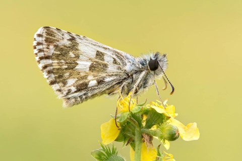 Oberthuer's grizzled skipper