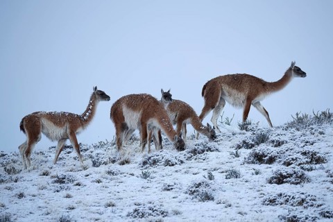 Guanacos