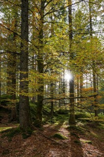 Sun rays shine through mixed forest in autumn