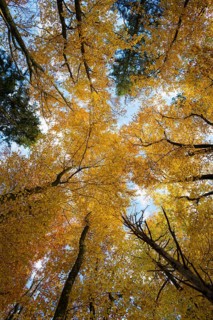 View from below into the treetops