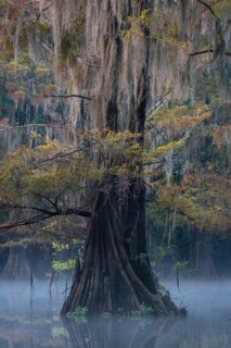Bald cypresses
