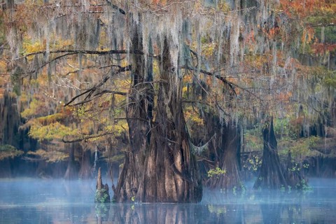 Bald cypresses
