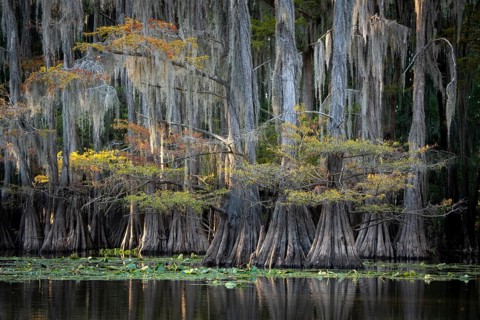 Bald cypresses