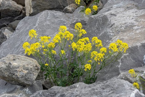 Leafy spurge