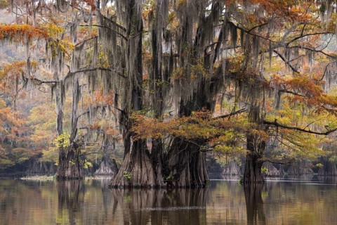 Bald cypresses