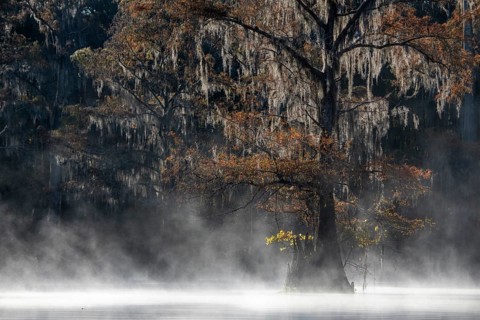 Bald cypress