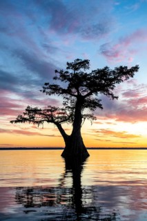 Single Bald cypress