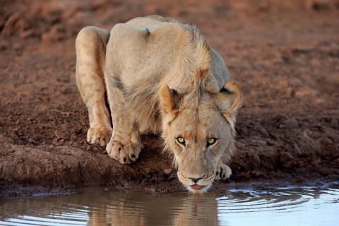 Kalahari lion