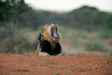 Kalahari lion