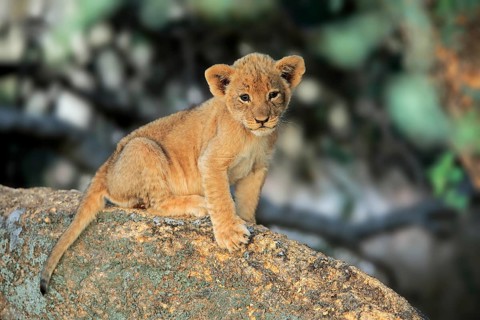Lion