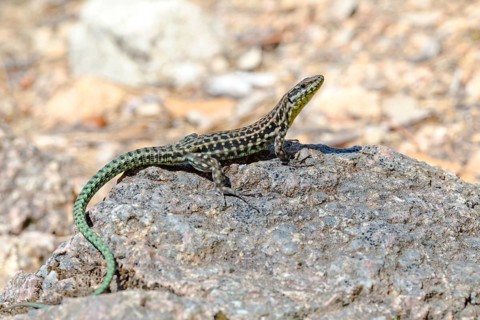 Endemic Tyrrhenian wall lizard