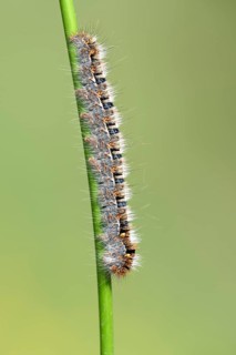 Oak eggar