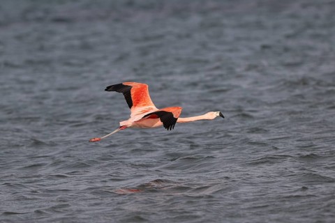 Chilean flamingo