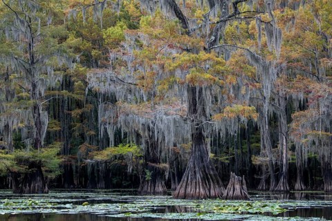Bald cypresses
