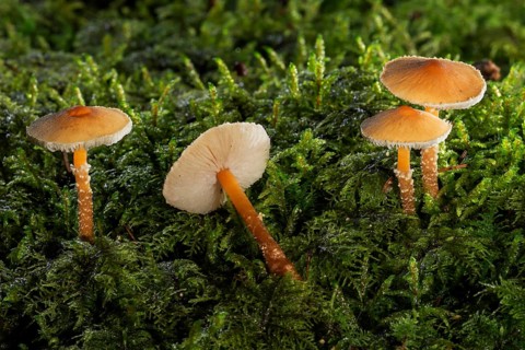 Saffron parasols