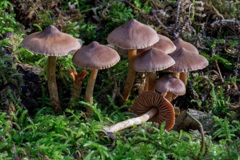 Telamonia