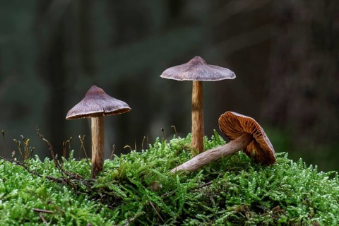 Telamonia