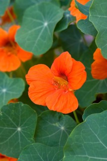 Orange flowering nasturtium