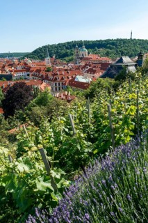 View from Hradschin over the vineyard to the town with St. Nicholas Church