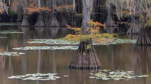 Bald cypresses