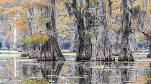 Bald cypresses